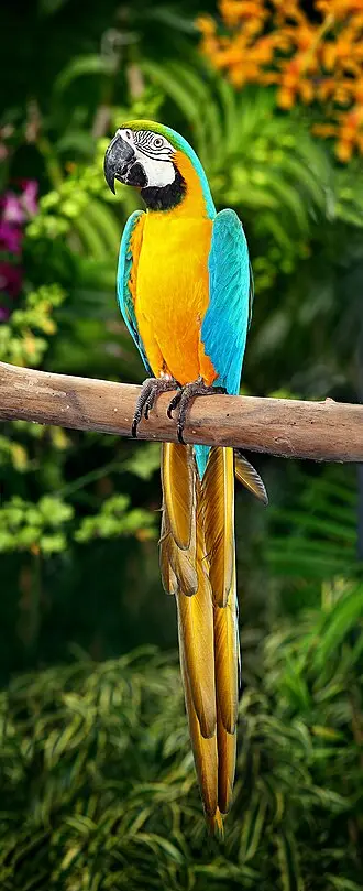 Blue-and-Yellow-Macaw.webp