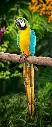 Blue-and-Yellow-Macaw.webp