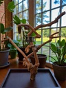 MODÈLE DE TABLE JAVA ARBRE MEDIUM (vendu)
