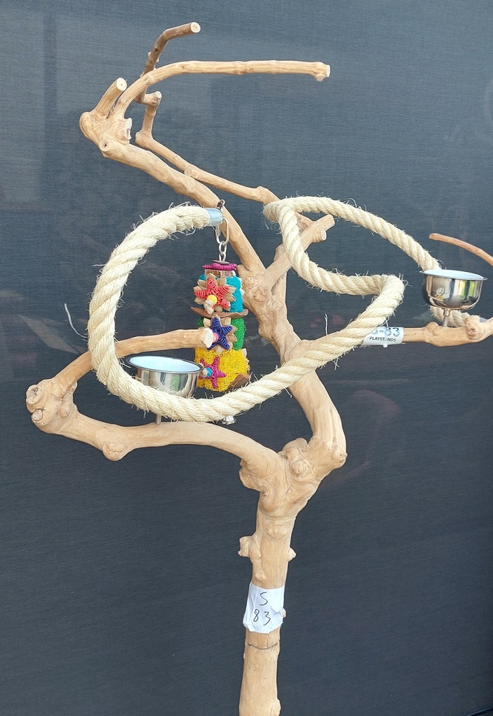 ARBRE JAVA PETIT 1M65 (s83)