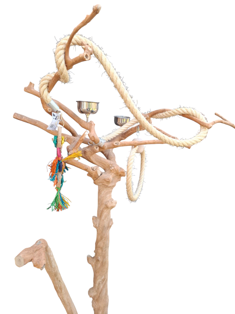 ARBRE JAVA MEDIUM (M68) en stock, uniquement en enlèvement sur place