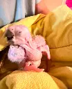 Ara ararauna